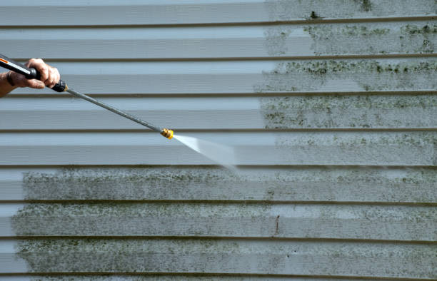 Best Toxic Mold Removal  in Robersonville, NC